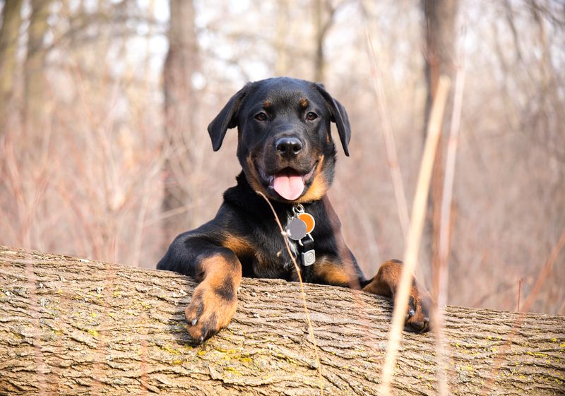Rottweiler