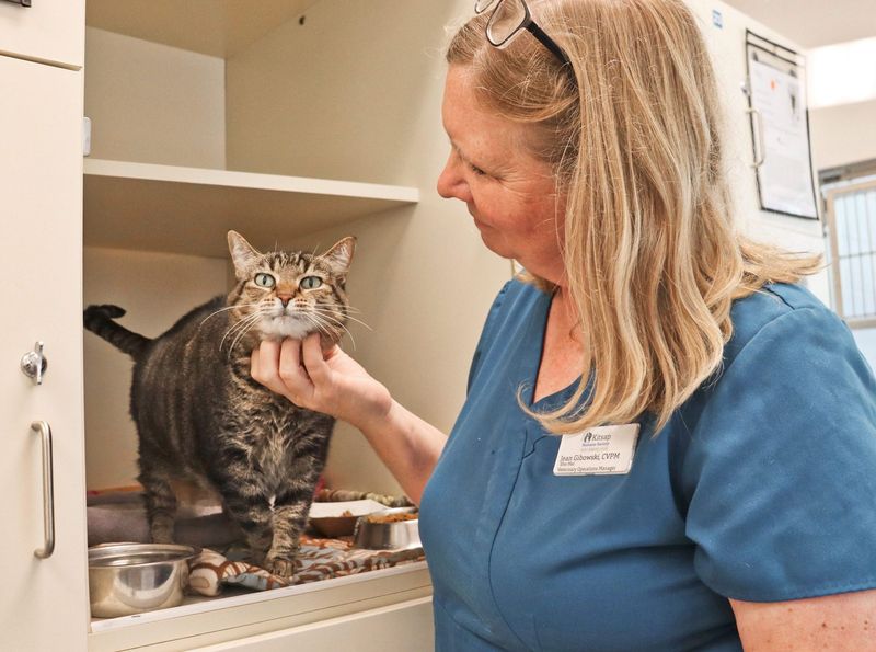 Rescue and Adoption Success
