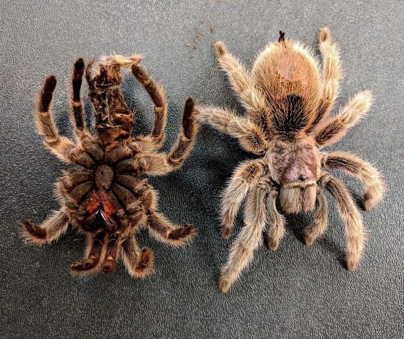 The Molting Process and Care