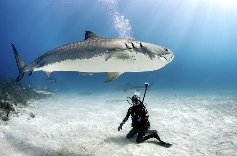 Ecosystem Engineers