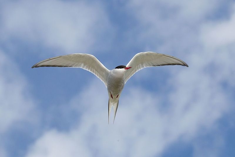 Longevity in Flight