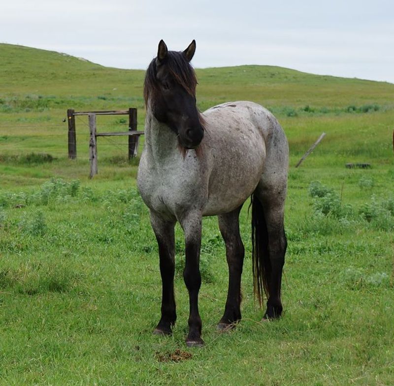 Nokota Horse