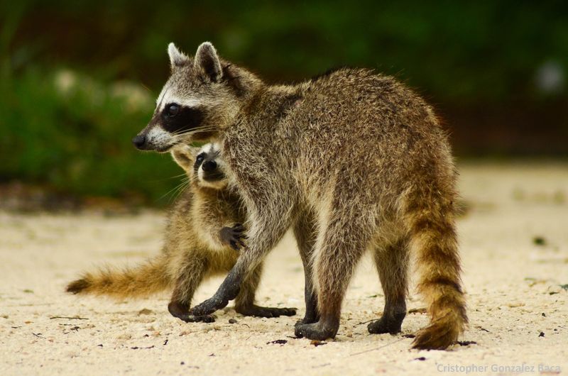 Pygmy Raccoon