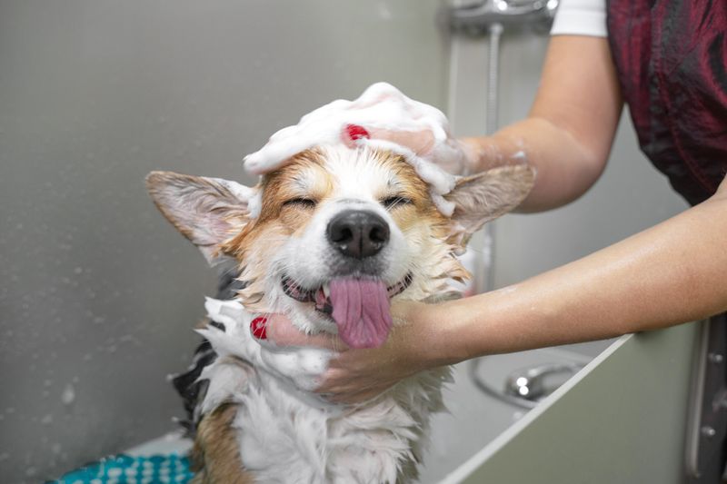 Regular Pet Baths