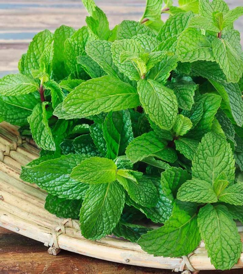 Mint