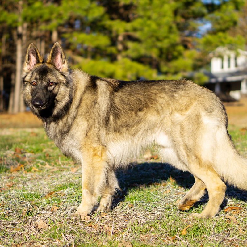 Shiloh Shepherd