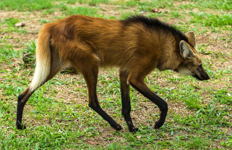 Maned Wolf