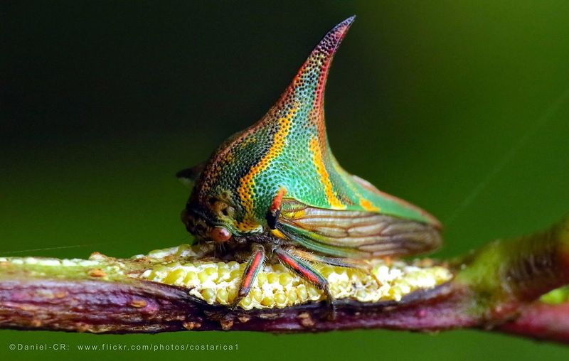 Thorn Bug (Umbonia crassicornis)