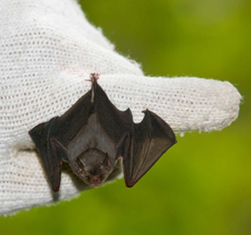 Bumblebee Bat