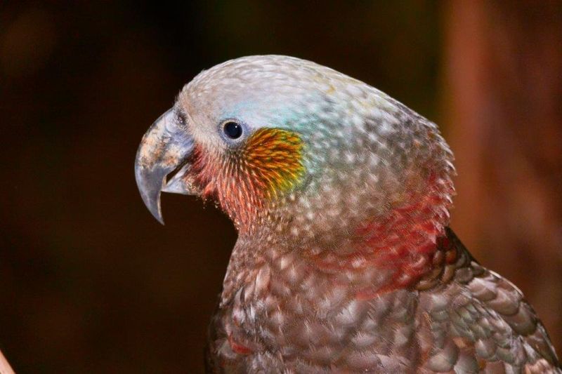Kākā (NZ parrot)