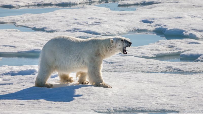 Polar Bear