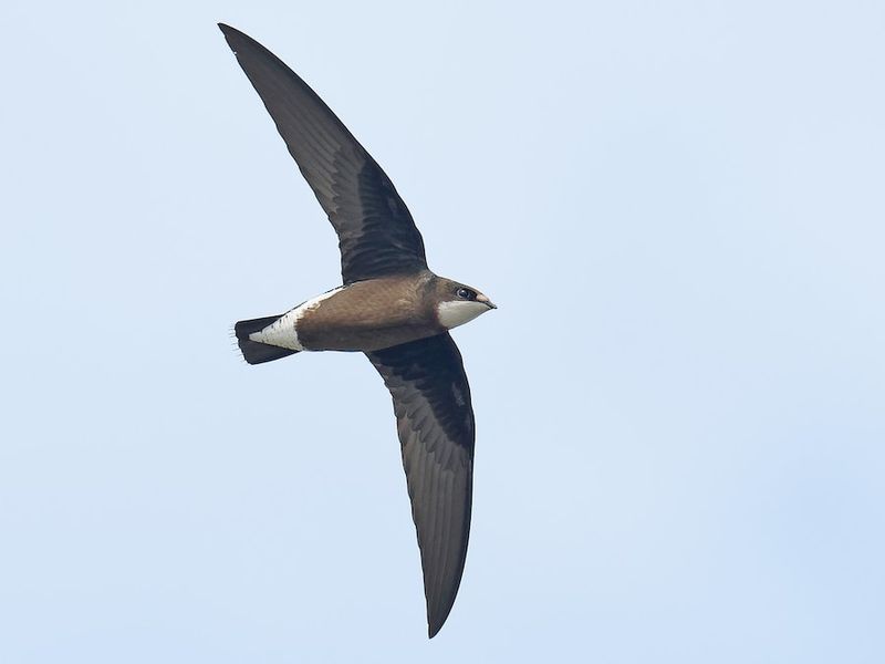 White-throated Needletail