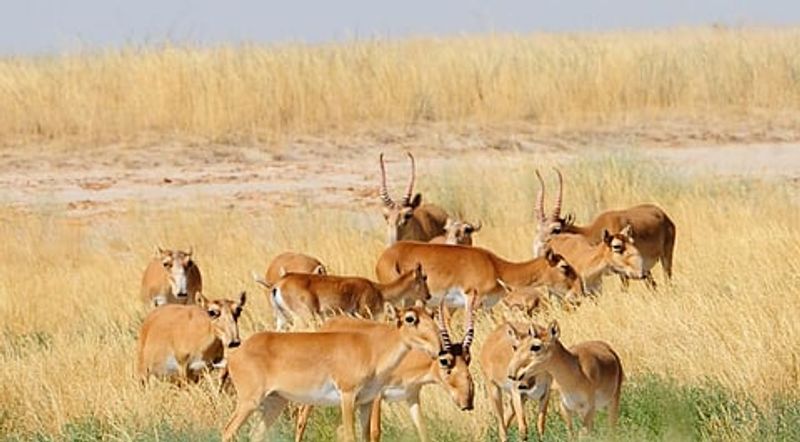 Saiga Antelope