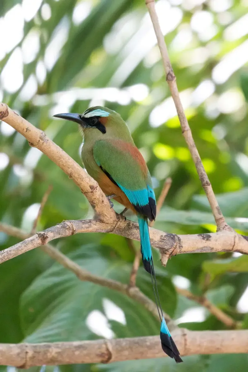 Turquoise-browed Motmot