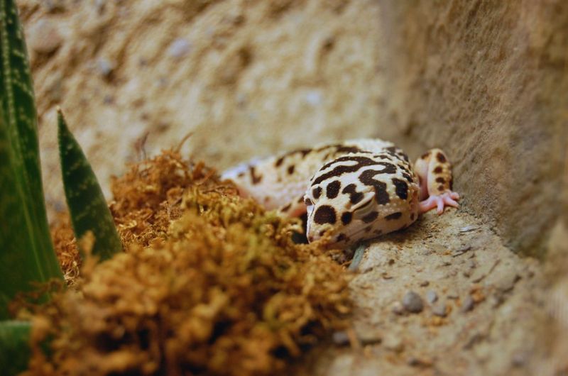 Leopard Gecko