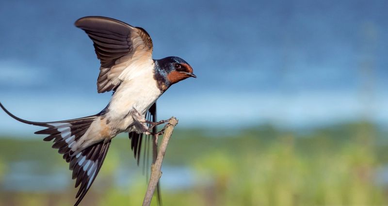 Barn Swallow