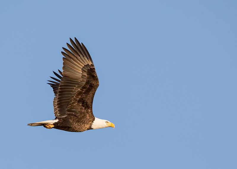 Bald Eagle