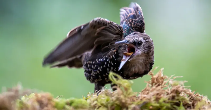 European Starling