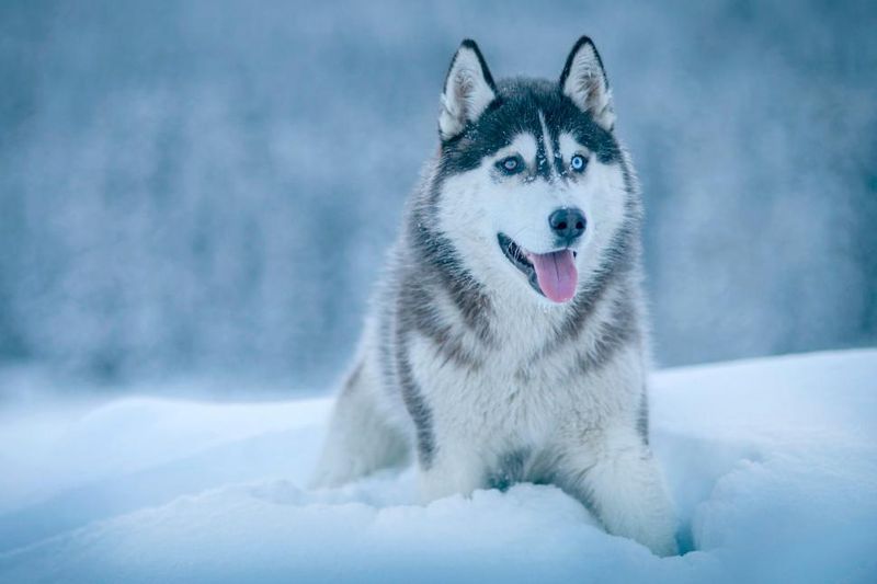 Siberian Huskies