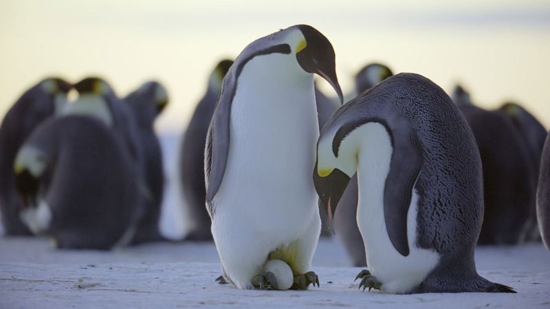 Emperor Penguin