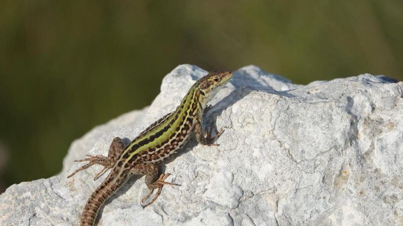 Italian Wall Lizard