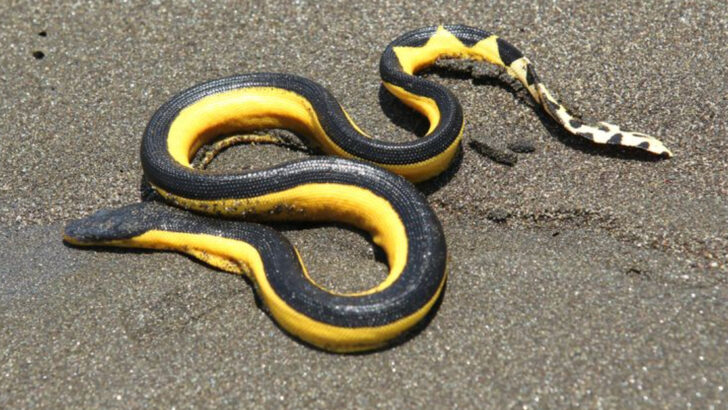 Evolving in Real Time: 12 Species Changing Faster Than We Thought