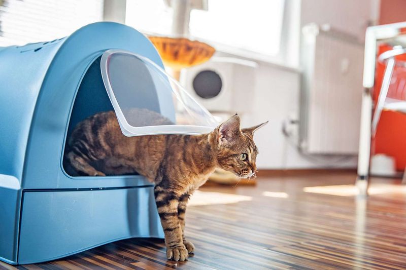 Unusual Litter Box Habits