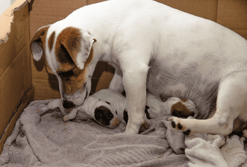 Aggression Towards Puppies