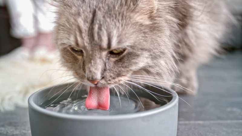 Increased Thirst