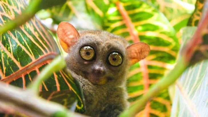 Explore the Wild Side: 13 Amazing Animals of the Philippines
