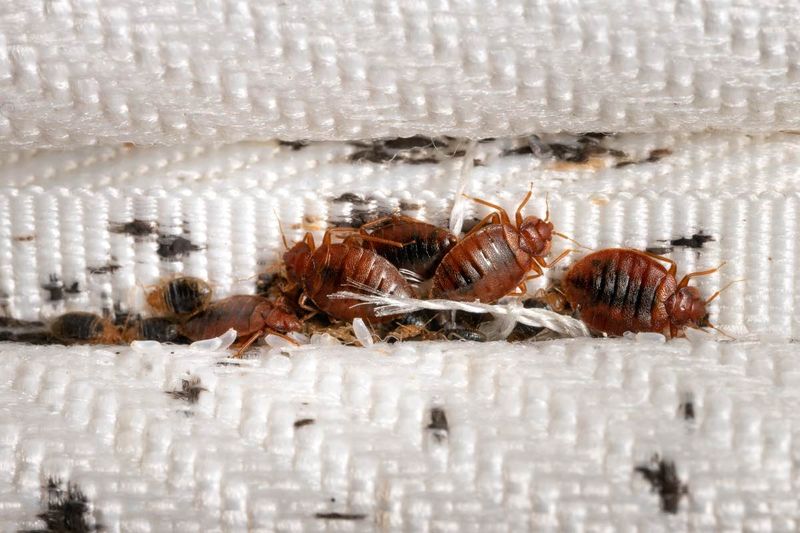 Fact 2: Bed Bug Habitats