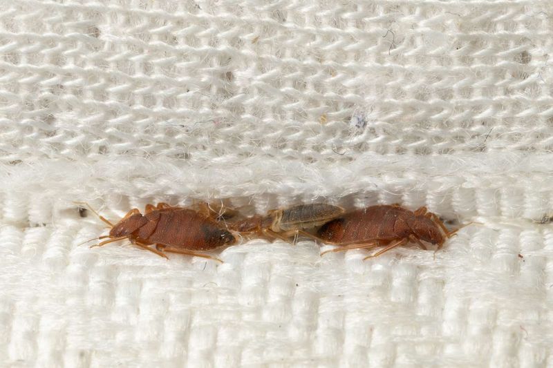 Fact 11: Historical Context of Bed Bugs