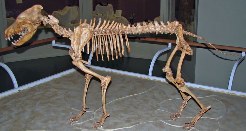 Fact 3: Fossil Treasures