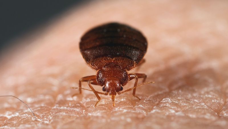 Fact 3: Bed Bug Feeding Habits