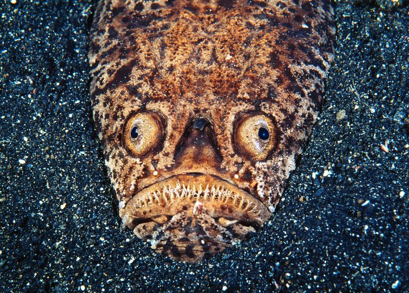Fact 3: Ambush Predator