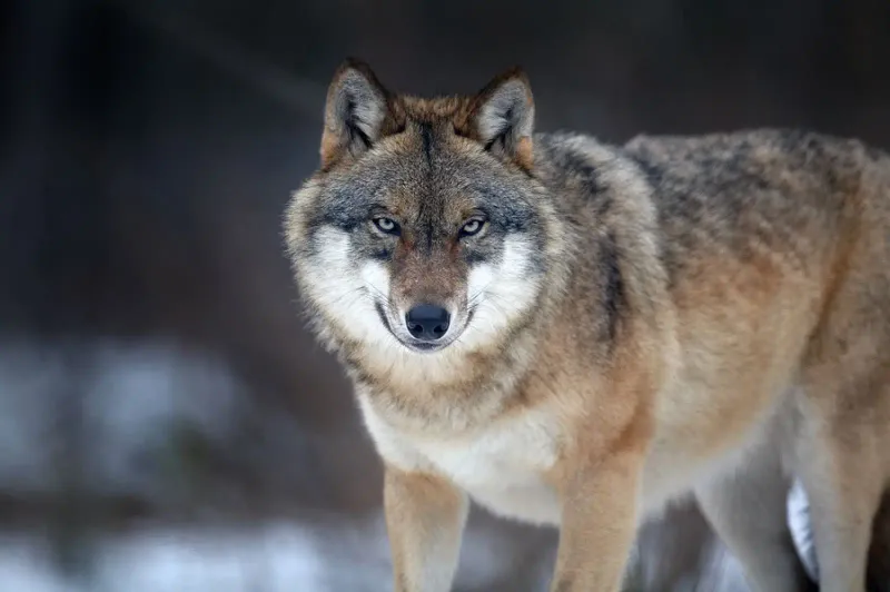 Fact 4: Diverse Prey