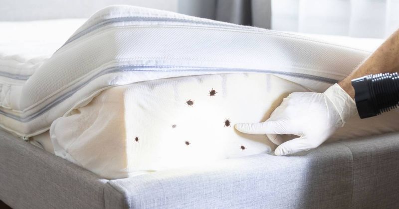 Fact 6: Bed Bug Detection and Signs