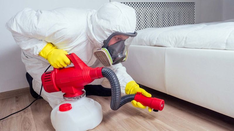 Fact 8: Bed Bug Treatment Options