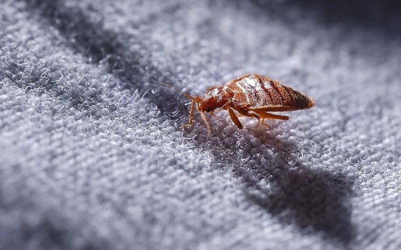 Fact 9: Myths About Bed Bugs
