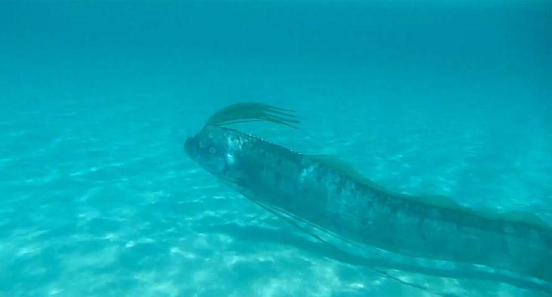 Oarfish