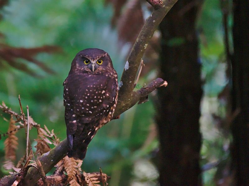 Morepork