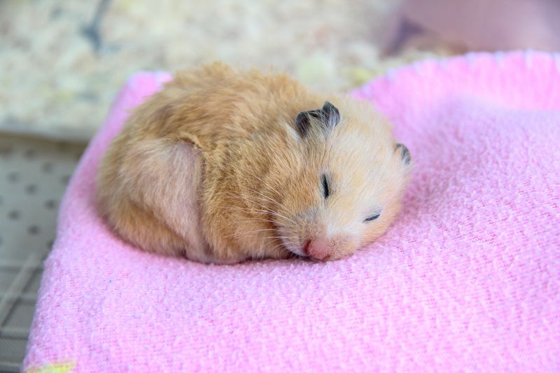 European Hamster