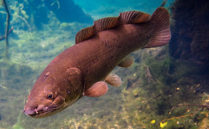 Bowfin
