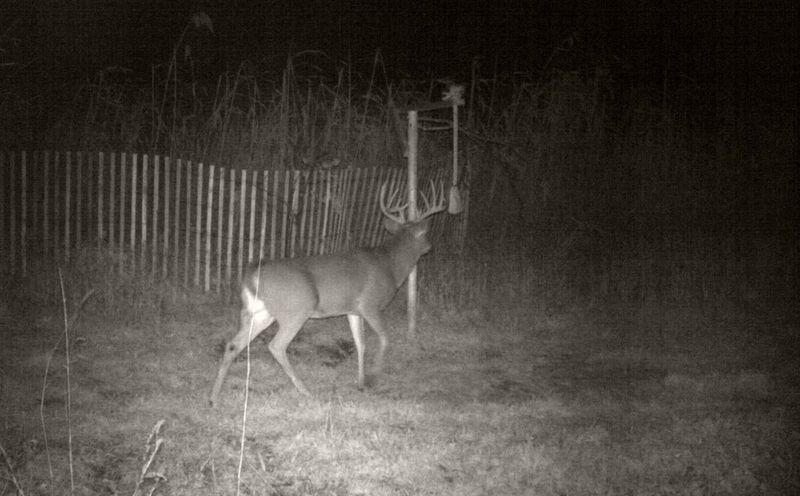 Myth: Nocturnal Behavior