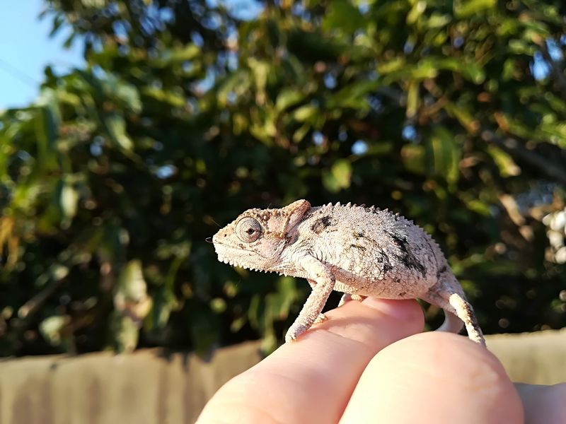 Dwarf Chameleon (Bradypodion species)