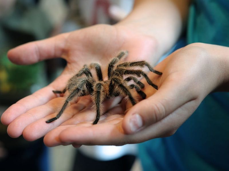 Handling Your Tarantula with Care