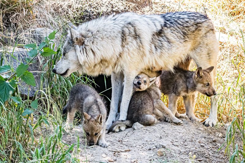 Approaching Wolf Pups