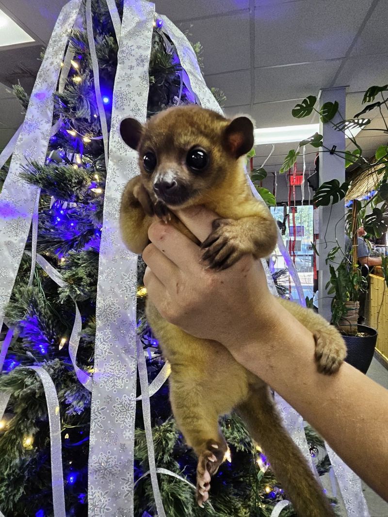 Kinkajou