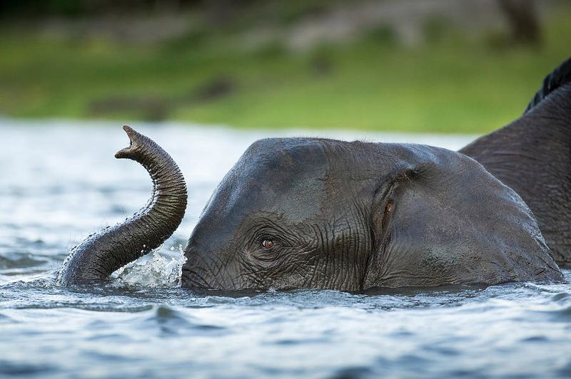 African Elephant