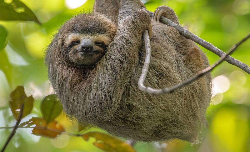 Sloth